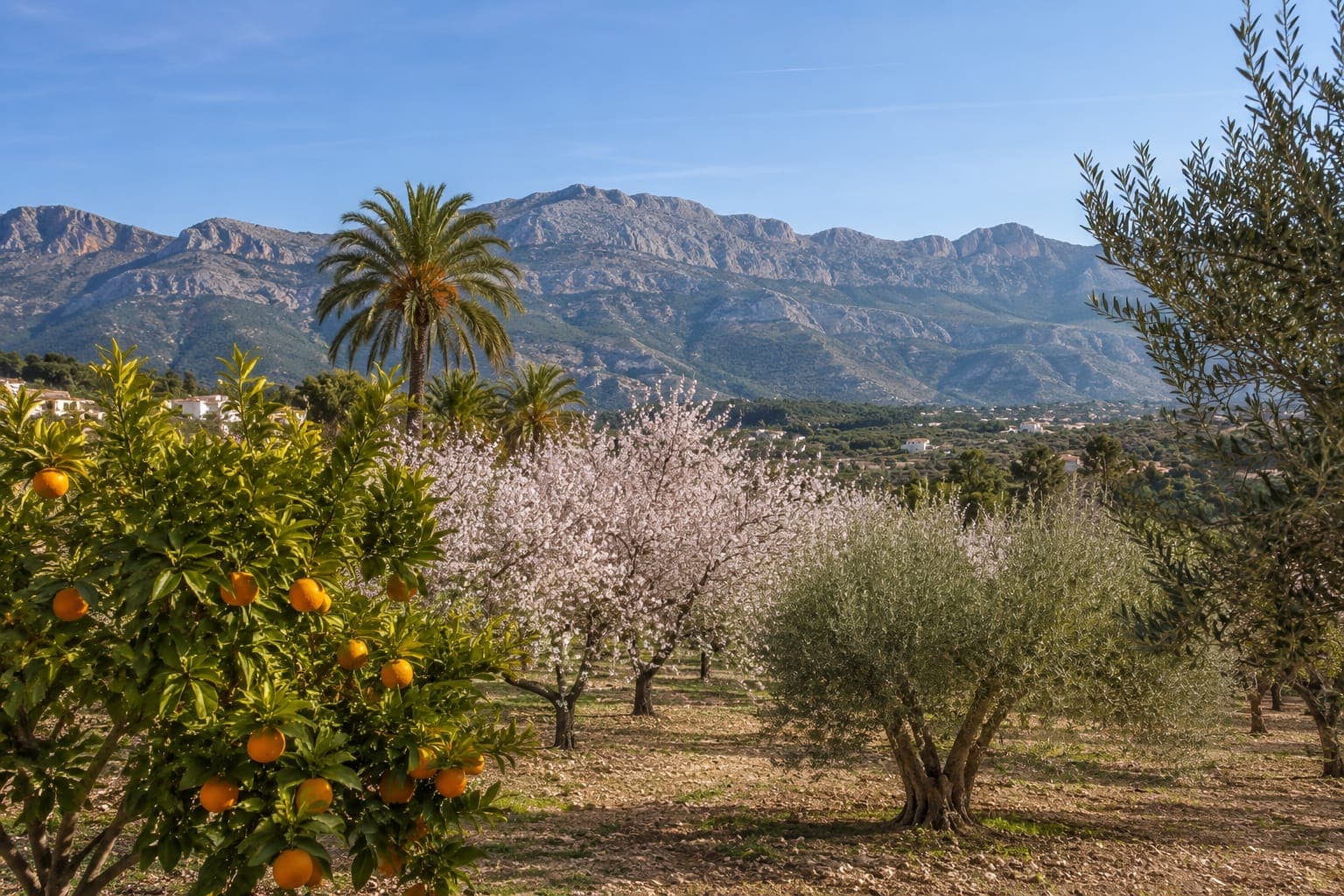 Torrevieja